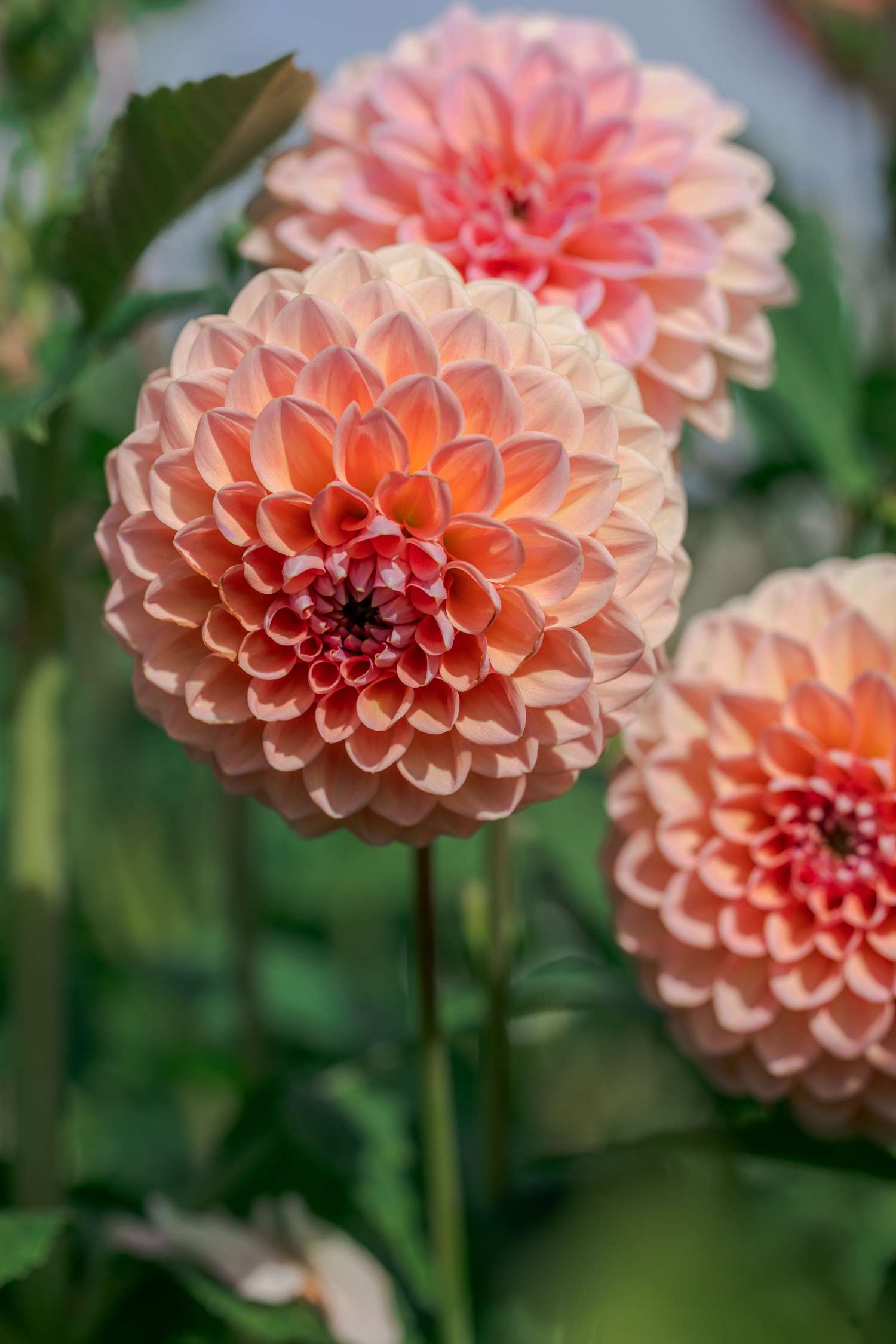 Dahlia 'Linda's Baby'